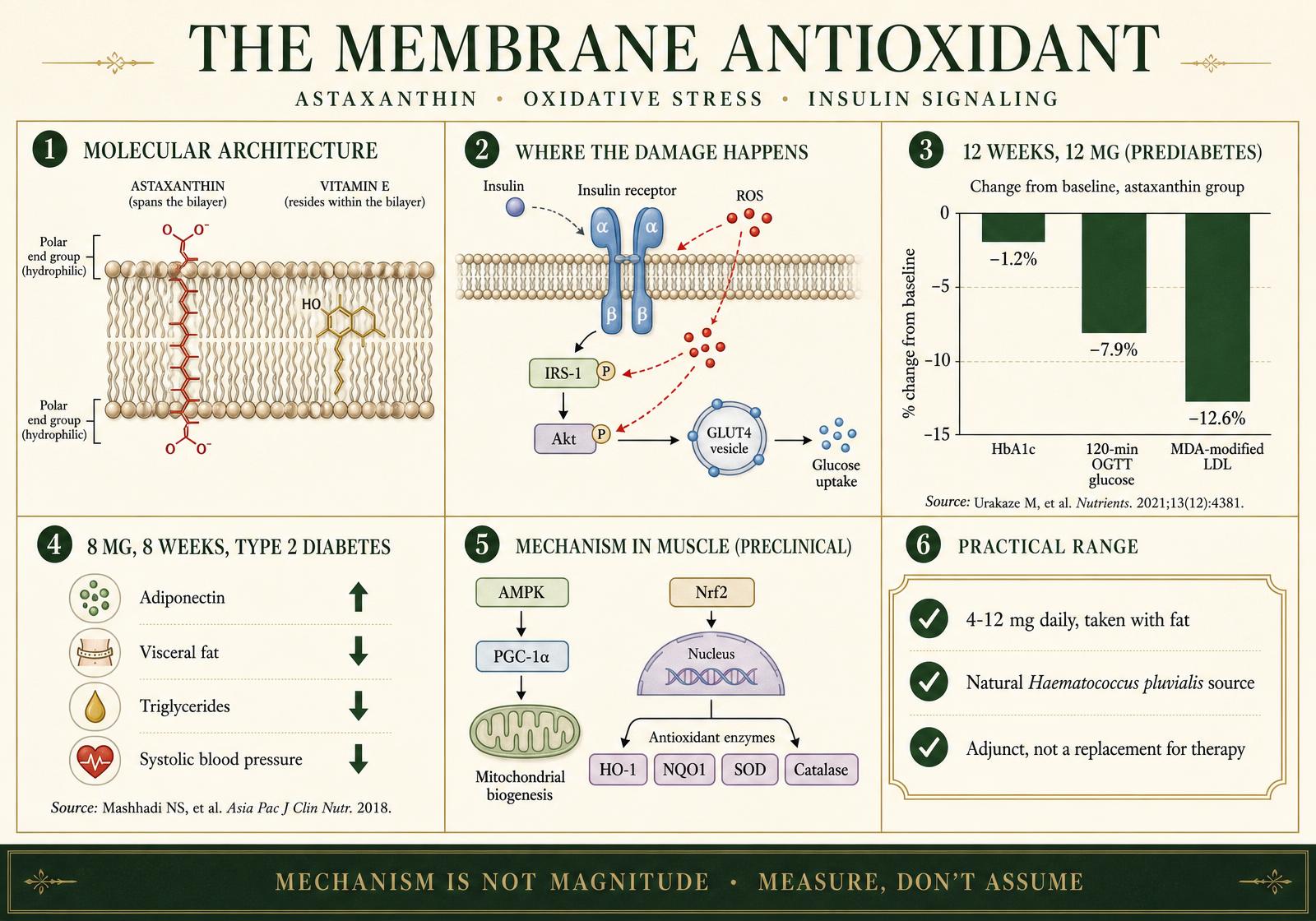 Editorial infographic plate showing astaxanthin spanning a lipid bilayer versus vitamin E inside it, reactive oxygen species interfering with insulin receptor signaling to GLUT4, percent changes in HbA1c and oxidized LDL from a 12-week trial, outcomes from an 8-week type 2 diabetes trial, the AMPK–PGC-1α and Nrf2 pathways, and a practical dosing range.