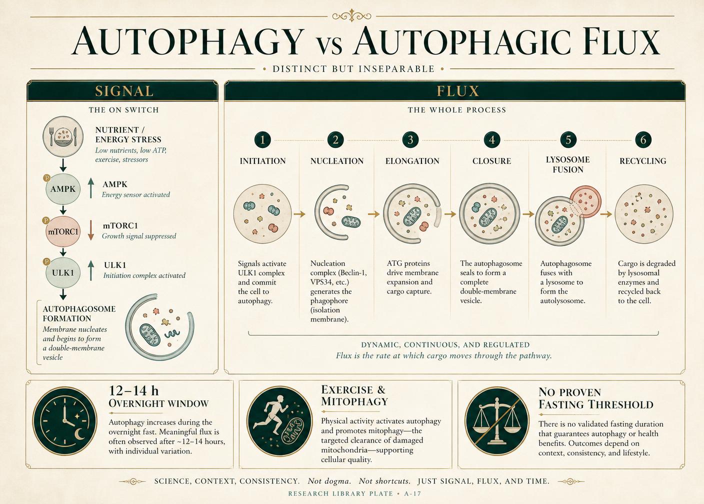 Autophagy versus autophagic flux: the AMPK–mTORC1–ULK1 signal, the six-step recycling pathway, and what the human evidence supports