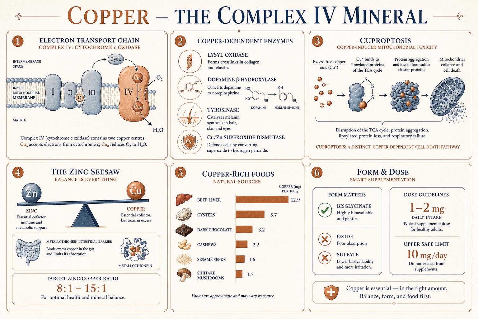 Editorial infographic plate showing copper as the catalytic centre of cytochrome c oxidase at Complex IV, the four copper-dependent enzymes lysyl oxidase, dopamine beta-hydroxylase, tyrosinase and Cu/Zn superoxide dismutase, the cuproptosis pathway where free copper aggregates lipoylated TCA-cycle proteins, the zinc-metallothionein absorption seesaw, a bar chart of copper in beef liver, oysters, dark chocolate…