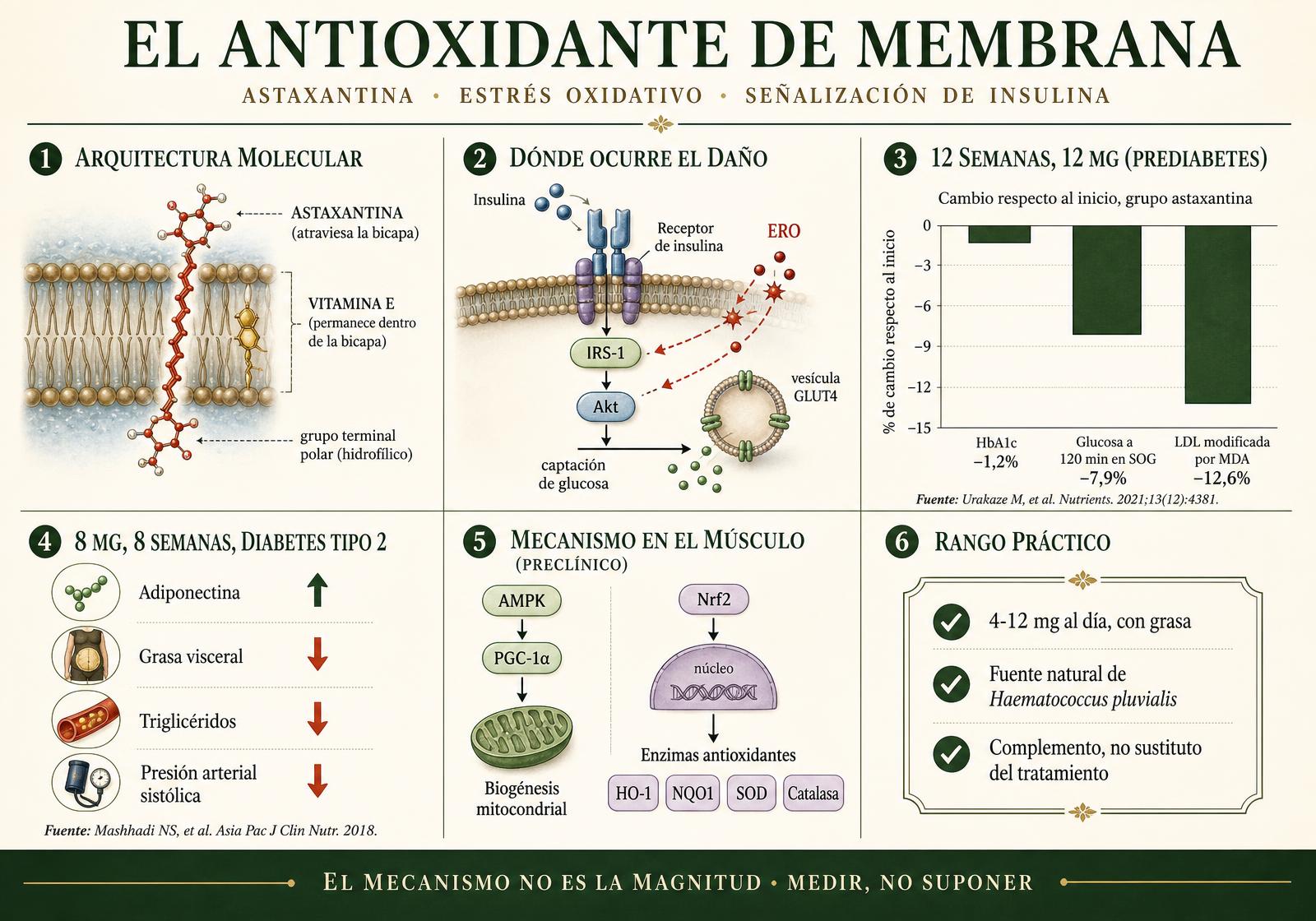 Lámina infográfica editorial que muestra la astaxantina atravesando una bicapa lipídica frente a la vitamina E dentro de ella, especies reactivas de oxígeno interfiriendo con la señalización del receptor de insulina hacia GLUT4, los cambios porcentuales de HbA1c y LDL oxidada en un ensayo de 12 semanas, los resultados de un ensayo de 8 semanas en diabetes tipo 2, las vías AMPK–PGC-1α y Nrf2, y un rango práctico de…