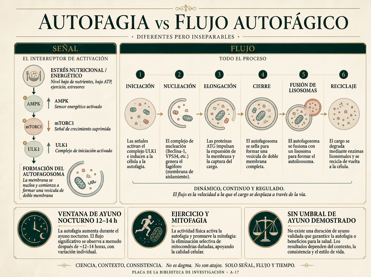 Autofagia frente a flujo autofágico: la señal AMPK–mTORC1–ULK1, la ruta de reciclaje de seis pasos, y lo que respalda la evidencia humana