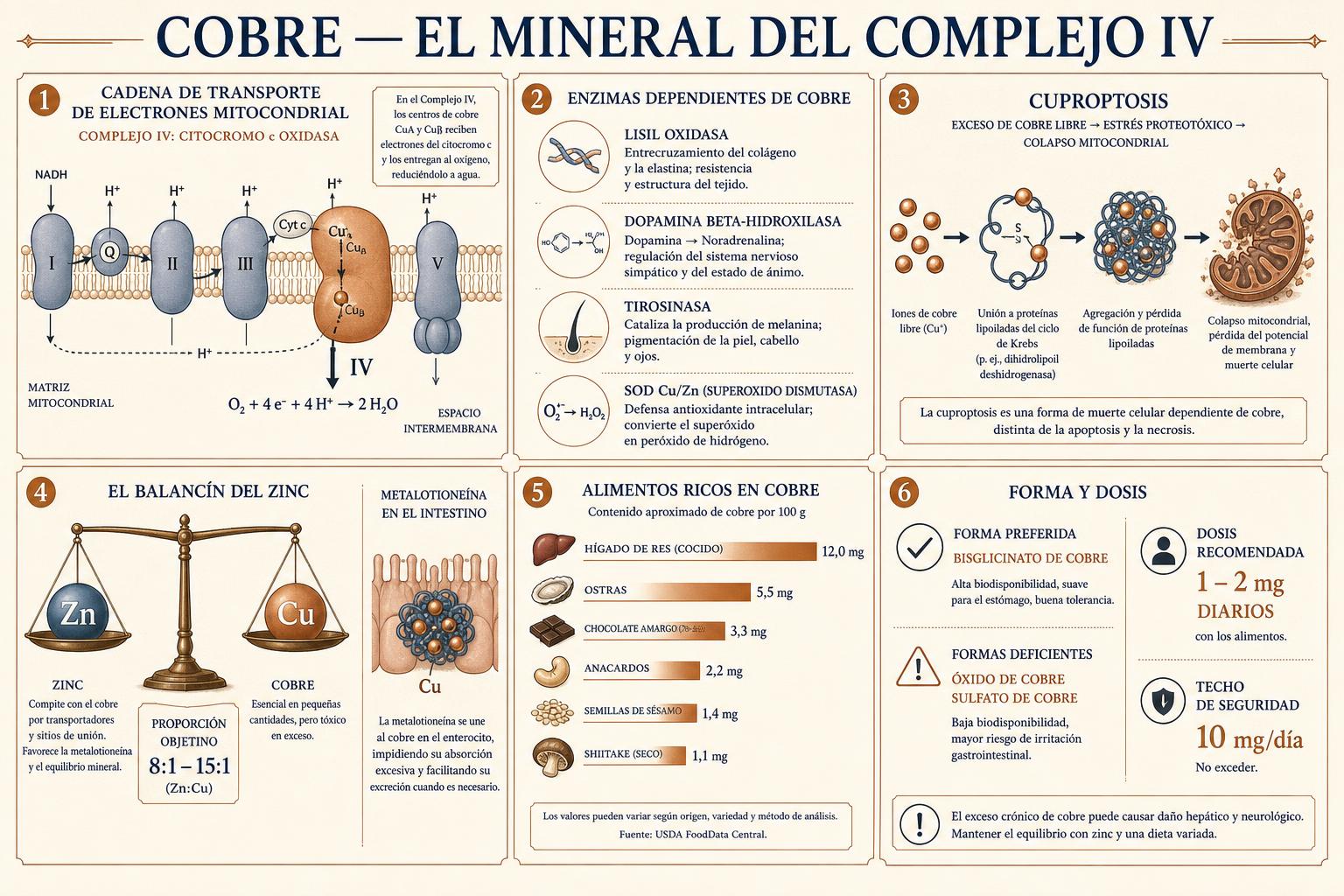 Lámina infográfica editorial que muestra el cobre como centro catalítico de la citocromo c oxidasa en el Complejo IV, las cuatro enzimas dependientes de cobre —lisil oxidasa, dopamina beta-hidroxilasa, tirosinasa y superóxido dismutasa Cu/Zn—, la vía de la cuproptosis donde el cobre libre agrega proteínas lipoiladas del ciclo de Krebs, el balancín de absorción entre zinc y metalotioneína, un gráfico de cobre en…