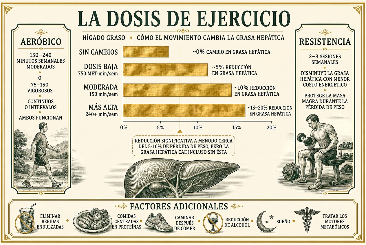 Lámina editorial con gráfico de barras de la reducción de grasa hepática según la dosis semanal de ejercicio, con prescripciones aeróbicas y de fuerza