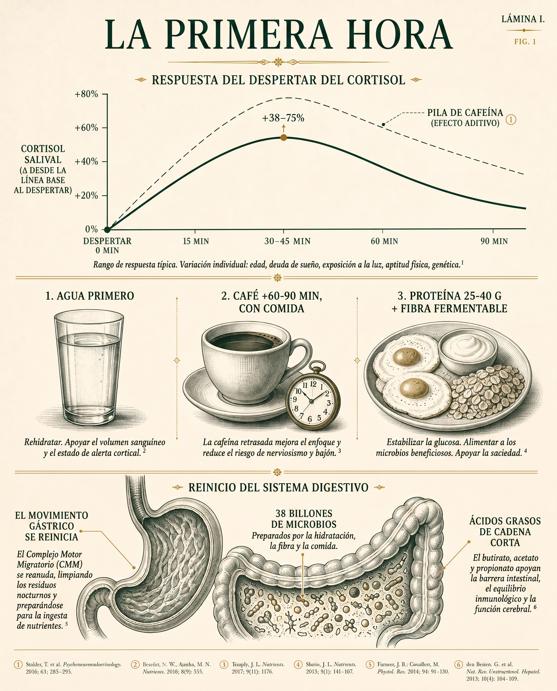 Infografía que mapea la primera hora después de despertar — curva de la respuesta de cortisol al despertar, reinicio del ácido estomacal y la motilidad, ventana del momento del café, y la composición de una primera comida
