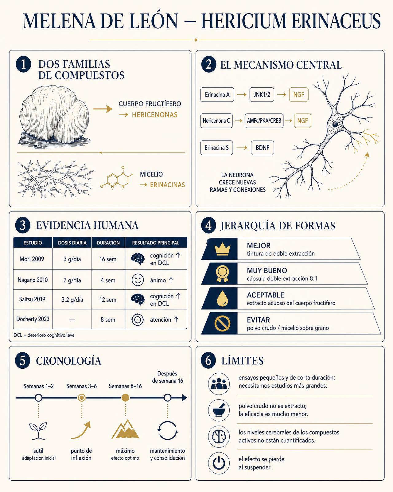 Lámina infográfica editorial sobre la melena de león que muestra el cuerpo fructífero produciendo hericenonas y el micelio produciendo erinacinas, las rutas de señalización de NGF y BDNF a través de JNK1/2 y AMPc/PKA/CREB, una tabla resumen de los ensayos en humanos Mori 2009, Nagano 2010, Saitsu 2019 y Docherty 2023 con dosis y duraciones, una jerarquía de calidad de las formas de extracto desde la tintura de…