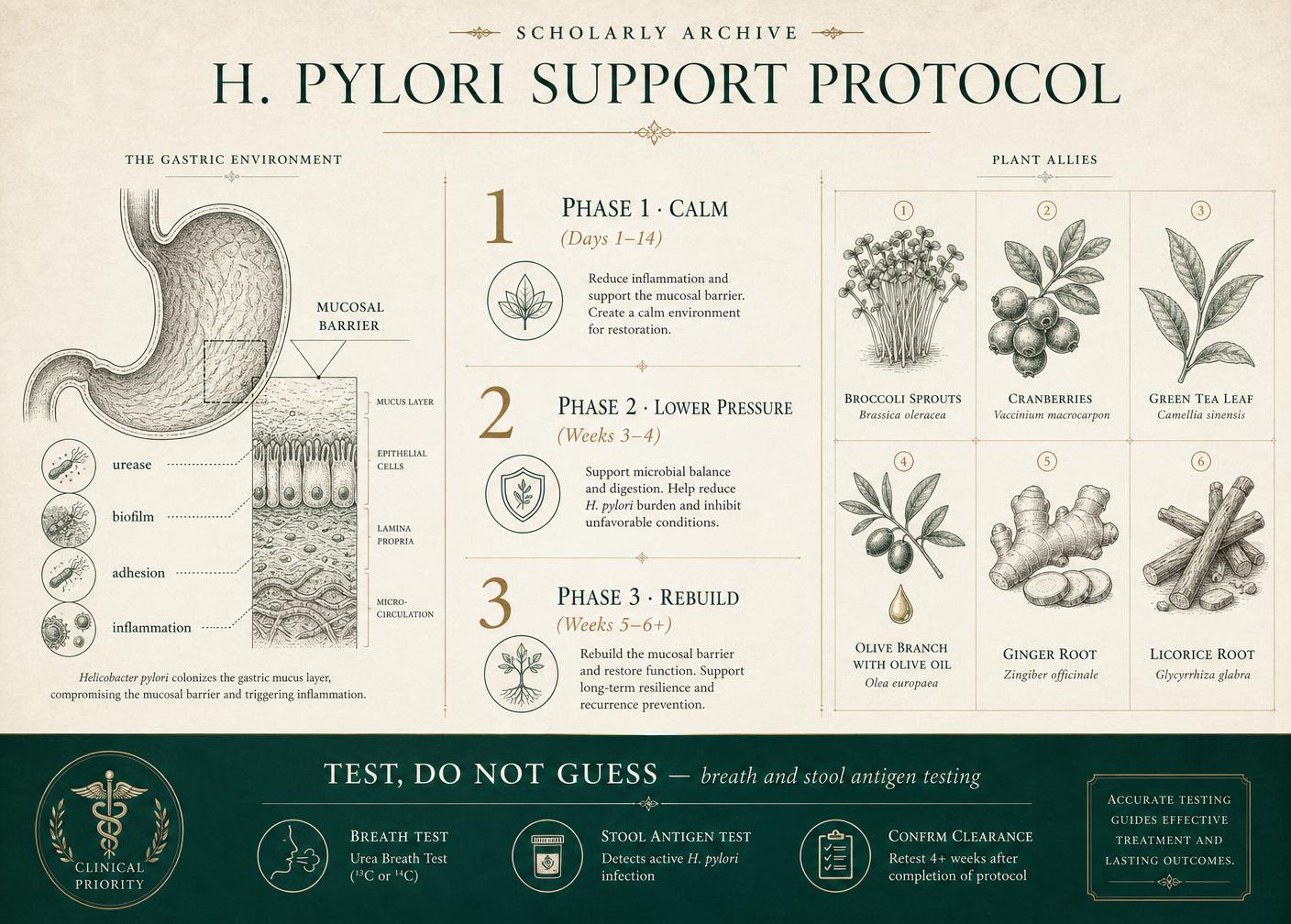 Infographic: H. pylori Support Protocol: A Food-First Plan for Symptoms and Stomach Healing