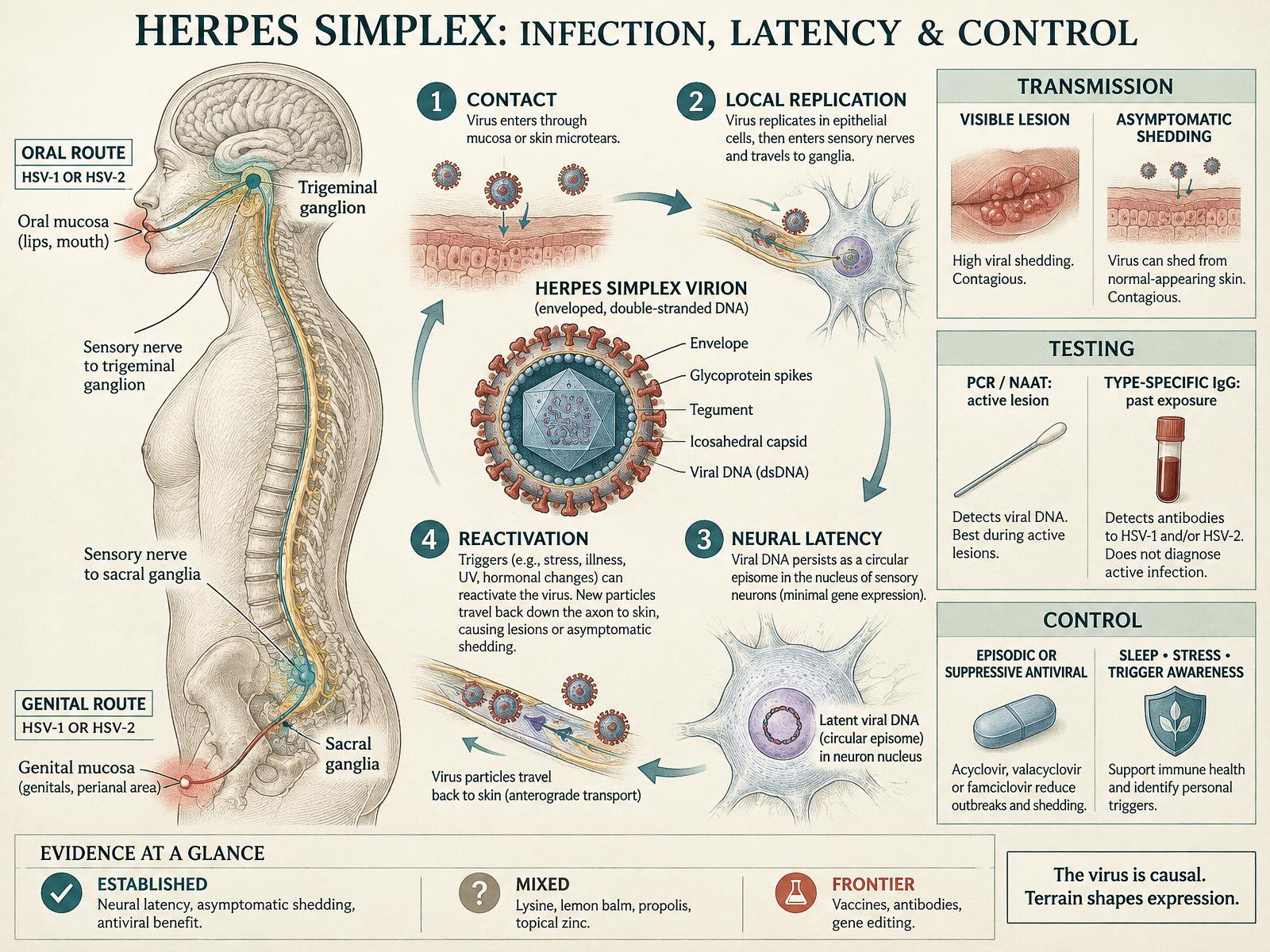 Medical plate tracing oral and genital herpes simplex from mucosal infection into sensory ganglia, neural latency, reactivation, testing, shedding, and treatment