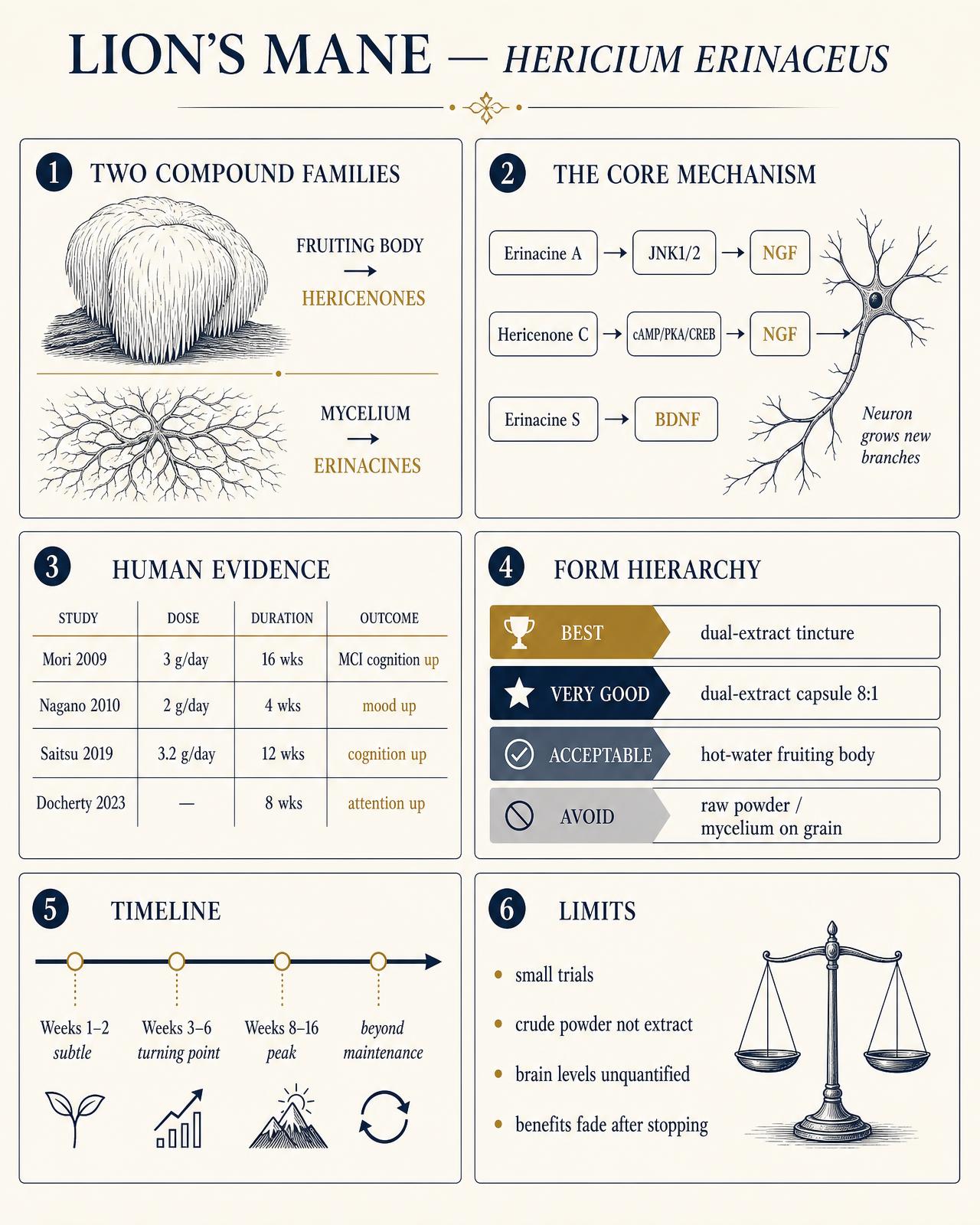 Editorial infographic plate on Lion's Mane showing the fruiting body producing hericenones and the mycelium producing erinacines, the NGF and BDNF signalling routes through JNK1/2 and cAMP/PKA/CREB, a summary table of the Mori 2009, Nagano 2010, Saitsu 2019 and Docherty 2023 human trials with doses and durations, a quality hierarchy of extract forms from dual-extracted tincture down to raw powder, a response…