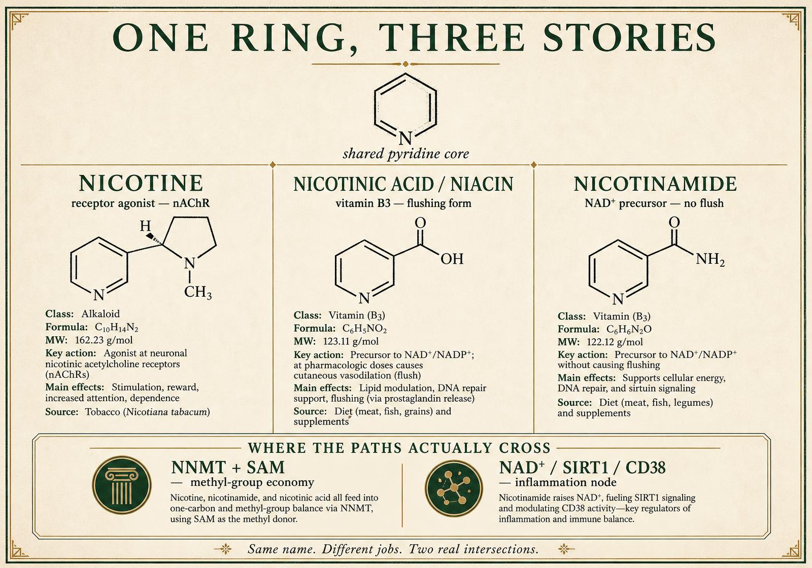 Editorial infographic plate showing a shared pyridine ring above three columns — nicotine as a nicotinic receptor agonist, nicotinic acid as the flushing form of vitamin B3, and nicotinamide as a non-flushing NAD+ precursor — with a lower band marking the two genuine intersections: NNMT with SAM in the methyl-group economy, and the NAD+, SIRT1, and CD38 inflammation node.