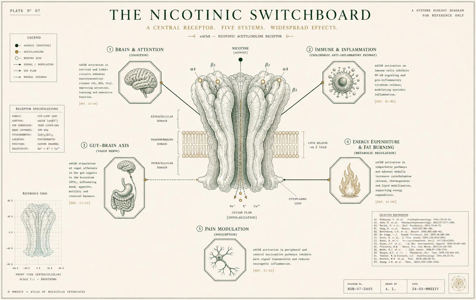 Editorial infographic of a nicotinic acetylcholine receptor with five radiating systems: brain and attention, immune and inflammation, gut-brain axis, energy expenditure and fat burning, and pain modulation.