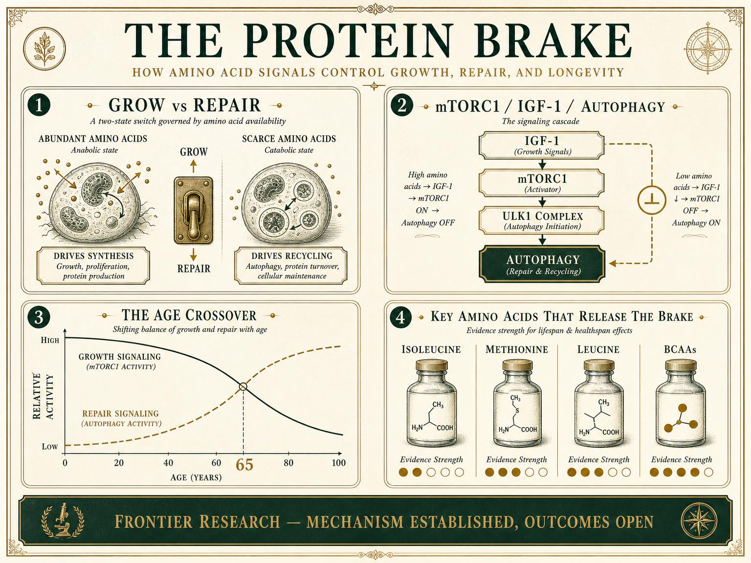 Editorial infographic showing the growth-versus-repair switch, the mTOR and IGF-1 signaling axis, the age-65 crossover curve, and selective amino-acid restriction targets in emerald, brass, and cream tones.