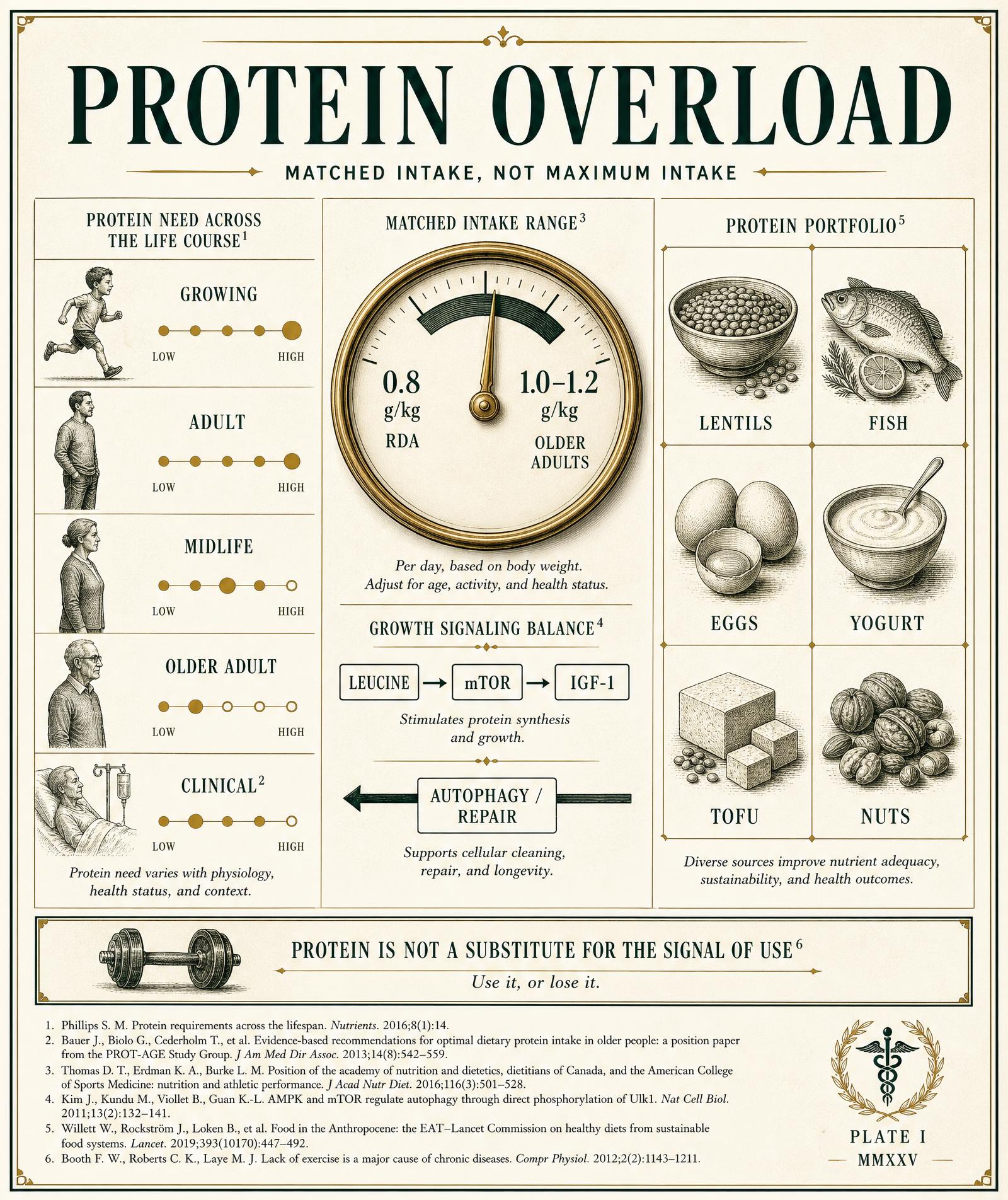 Editorial infographic plate showing protein need across the life course, a matched-intake dial from 0.8 to 1.2 grams per kilogram, the leucine–mTOR–IGF-1 growth signal opposite autophagy and repair, and a six-food protein portfolio, in emerald, brass, and cream tones.